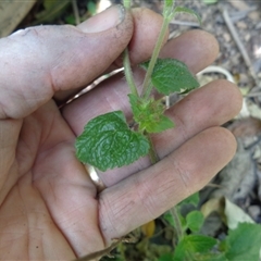 Ageratum houstonianum at Pappinbarra, NSW - 18 Aug 2024