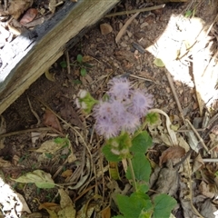 Ageratum houstonianum at Pappinbarra, NSW - 18 Aug 2024 11:59 AM