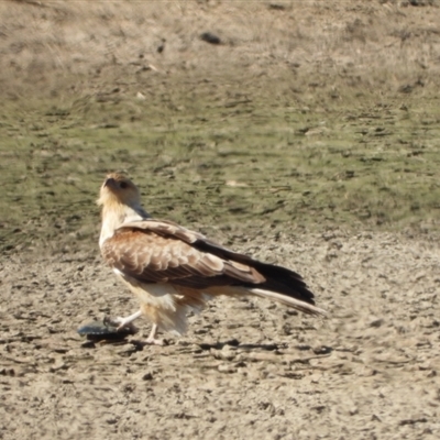 Haliastur sphenurus (Whistling Kite) at Fyshwick, ACT - 7 Sep 2024 by LineMarie