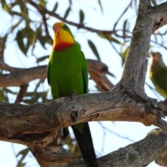 Polytelis swainsonii (Superb Parrot) at Molonglo, ACT - 6 Sep 2024 by LineMarie