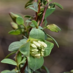 Pimelea linifolia subsp. linifolia at Jerrabomberra, NSW - 9 Sep 2024