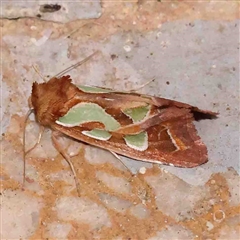 Cosmodes elegans (Green Blotched Moth) at Turner, ACT - 8 Sep 2024 by ConBoekel