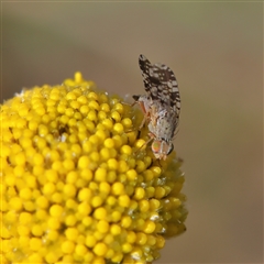 Austrotephritis poenia (Australian Fruit Fly) at Higgins, ACT - 10 Sep 2024 by Trevor