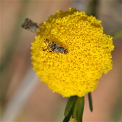 Austrotephritis poenia at Higgins, ACT - 10 Sep 2024