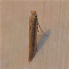 Bedellia somnulentella (Sweet Potato Leaf Miner) at Turner, ACT - 8 Sep 2024 by ConBoekel