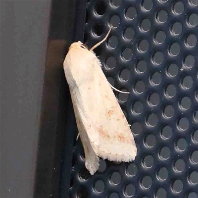 Helicoverpa (genus) (A bollworm) at Turner, ACT - 8 Sep 2024 by ConBoekel