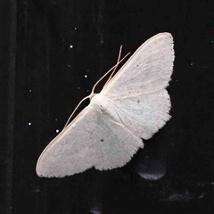 Scopula optivata (Varied Wave) at Turner, ACT - 8 Sep 2024 by ConBoekel