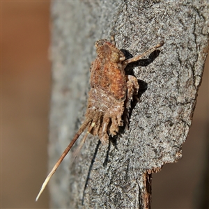 Fulgoroidea sp. (superfamily) at Higgins, ACT - 10 Sep 2024