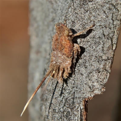 Fulgoroidea sp. (superfamily) (Unidentified fulgoroid planthopper) at Higgins, ACT - 10 Sep 2024 by MichaelWenke