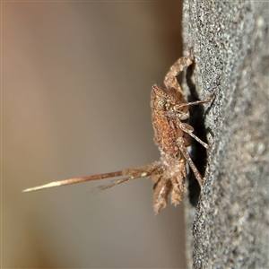 Fulgoroidea sp. (superfamily) at Higgins, ACT - 10 Sep 2024