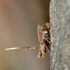 Fulgoroidea sp. (superfamily) at Higgins, ACT - 10 Sep 2024