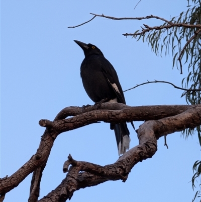 Strepera graculina (Pied Currawong) at Lawson, ACT - 10 Sep 2024 by mroseby