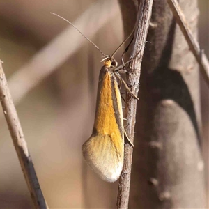 Philobota undescribed species near arabella at O'Connor, ACT - 5 Sep 2024 11:19 AM