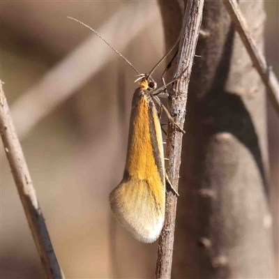 Philobota undescribed species near arabella (A concealer moth) at O'Connor, ACT - 5 Sep 2024 by ConBoekel