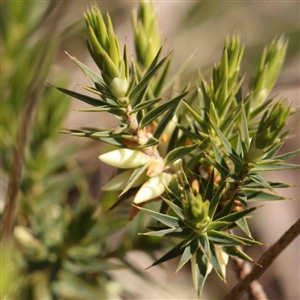 Melichrus urceolatus at O'Connor, ACT - 5 Sep 2024