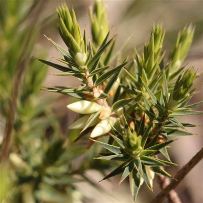 Melichrus urceolatus (Urn Heath) at O'Connor, ACT - 5 Sep 2024 by ConBoekel