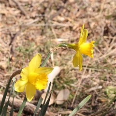 Narcissus pseudonarcissus (Daffodil) at O'Connor, ACT - 5 Sep 2024 by ConBoekel