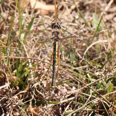 Hemicordulia tau (Tau Emerald) at O'Connor, ACT - 5 Sep 2024 by ConBoekel