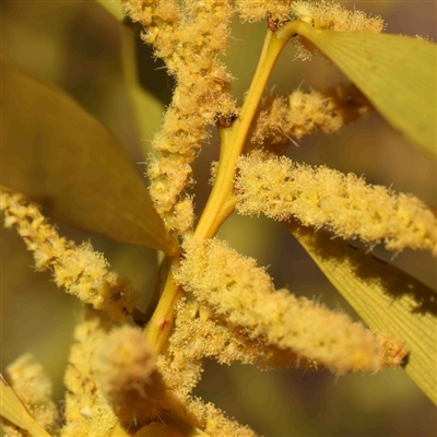 Acacia longifolia subsp. longifolia (Sydney Golden Wattle) at O'Connor, ACT - 5 Sep 2024 by ConBoekel