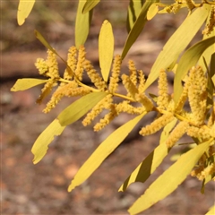 Acacia longifolia subsp. longifolia at O'Connor, ACT - 5 Sep 2024