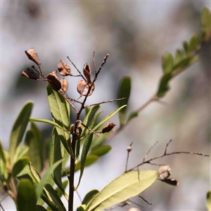 Bursaria spinosa at O'Connor, ACT - 5 Sep 2024