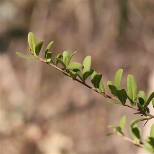 Bursaria spinosa at O'Connor, ACT - 5 Sep 2024