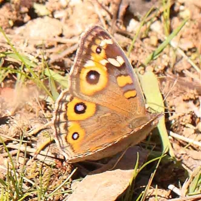 Junonia villida (Meadow Argus) at O'Connor, ACT - 5 Sep 2024 by ConBoekel