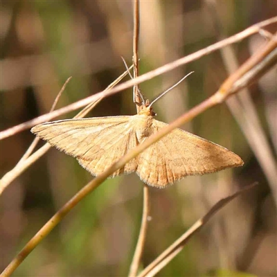 Scopula rubraria (Reddish Wave, Plantain Moth) at O'Connor, ACT - 5 Sep 2024 by ConBoekel