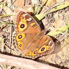 Junonia villida (Meadow Argus) at O'Connor, ACT - 5 Sep 2024 by ConBoekel