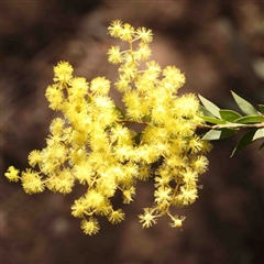 Acacia (genus) (A Wattle) at O'Connor, ACT - 5 Sep 2024 by ConBoekel