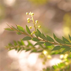 Acacia sp. at O'Connor, ACT - 5 Sep 2024