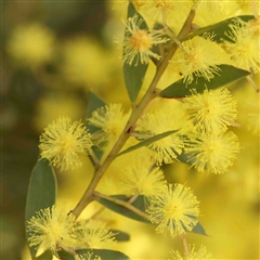 Acacia sp. at O'Connor, ACT - 5 Sep 2024