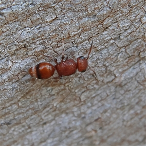 Ephutomorpha sp. (genus) at Higgins, ACT - 10 Sep 2024 03:05 PM