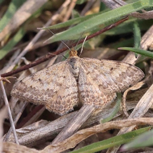 Scopula rubraria at O'Connor, ACT - 5 Sep 2024