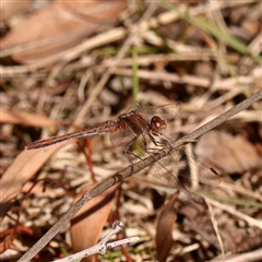 Diplacodes bipunctata (Wandering Percher) at Bruce, ACT - 5 Sep 2024 by ConBoekel