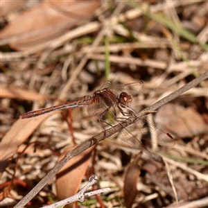 Diplacodes bipunctata at Bruce, ACT - 5 Sep 2024