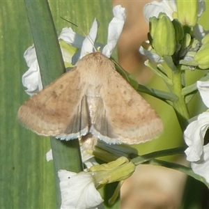 Helicoverpa punctigera at Charleys Forest, NSW - suppressed