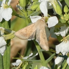 Helicoverpa punctigera at Charleys Forest, NSW - suppressed