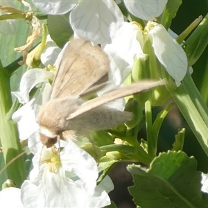 Helicoverpa punctigera at Charleys Forest, NSW - suppressed