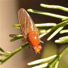 Rhagadolyra magnicornis (Lauxaniid fly) at Bruce, ACT - 5 Sep 2024 by ConBoekel