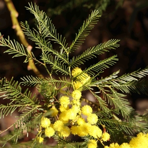 Acacia decurrens at Bruce, ACT - 5 Sep 2024