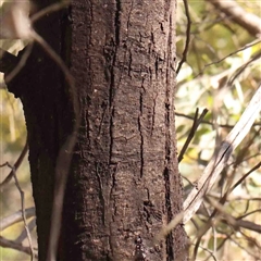 Acacia decurrens at Bruce, ACT - 5 Sep 2024 12:04 PM