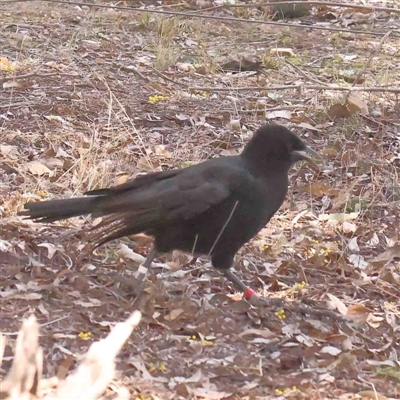 Corcorax melanorhamphos (White-winged Chough) at Bruce, ACT - 5 Sep 2024 by ConBoekel