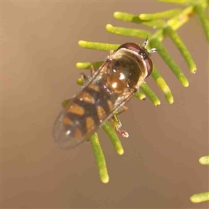 Simosyrphus grandicornis at Bruce, ACT - 5 Sep 2024