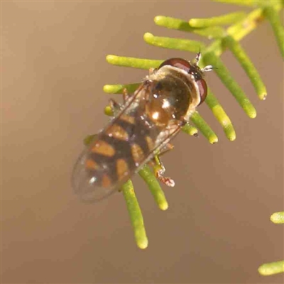 Simosyrphus grandicornis (Common hover fly) at Bruce, ACT - 5 Sep 2024 by ConBoekel