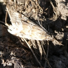 Hellula hydralis (Cabbage Centre Moth) at Charleys Forest, NSW - 10 Sep 2024 by arjay