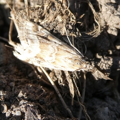 Hellula hydralis (Cabbage Centre Moth) at Charleys Forest, NSW - 10 Sep 2024 by arjay