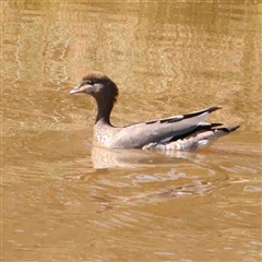 Chenonetta jubata (Australian Wood Duck) at O'Connor, ACT - 5 Sep 2024 by ConBoekel