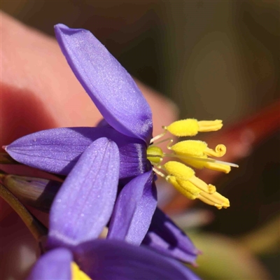 Stypandra glauca (Nodding Blue Lily) at O'Connor, ACT - 5 Sep 2024 by ConBoekel