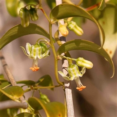 Asparagus asparagoides (Bridal Creeper, Florist's Smilax) at O'Connor, ACT - 5 Sep 2024 by ConBoekel